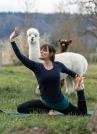 Yoga inmitten Alpakas-Weisslingen, ZH Yoga inmitten Alpakas-Weisslingen, ZH